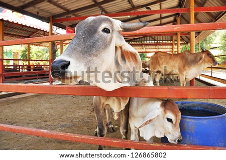 Cattle in the corral