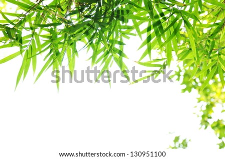 Green Bamboo leaf background - border design