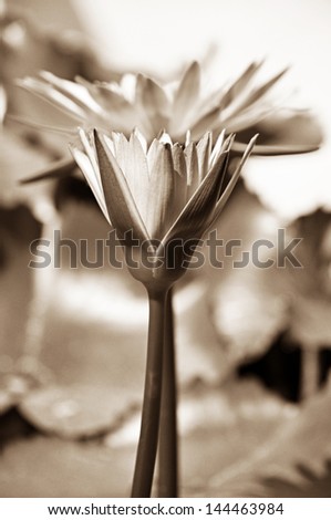 Beautiful Lotus flower (or Water lilly) - sepia