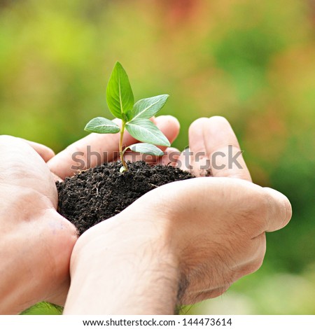 Hands Holding Young Plant With Soil