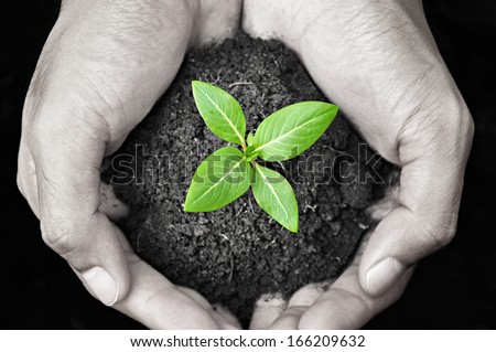 Hands Holding Green Sprout With Soil