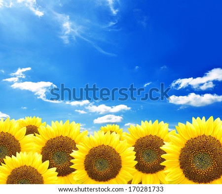 Beautiful sunflowers on blue sky background
