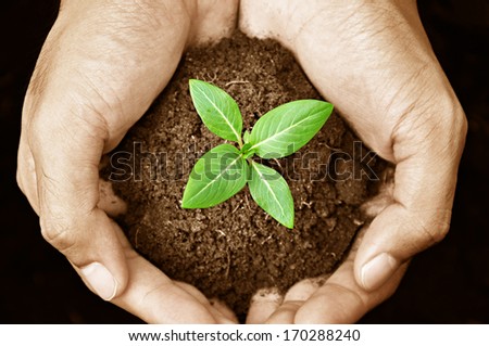 Hand holding young plant with soil - sepia effect