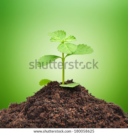 Small green sprout growing out from heap of soil