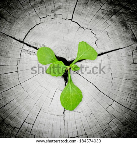 Little green seedling growing from tree stump - regeneration and development concept