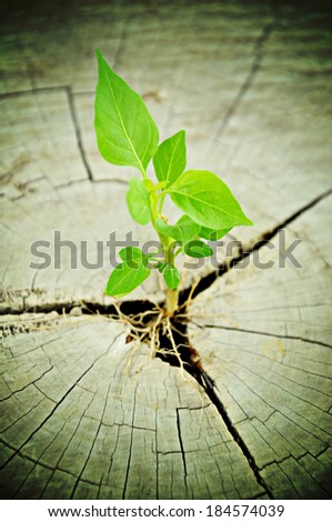 Green seedling growing from tree stump - regeneration and development concept