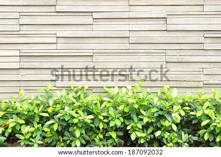 Green ornamental plant in front of stone wall