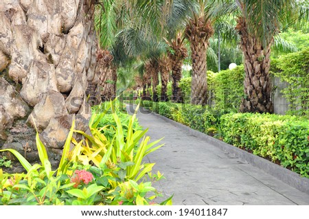 Walkway in the garden with hedges and palm trees along two sides