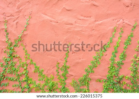 Ivy or climbing plant on vintage color concrete wall