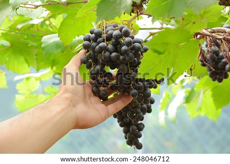 Hand picking grapes that hanging on the vine