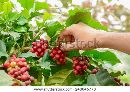 Hand picking red coffee beans on coffee tree - Arabica coffee