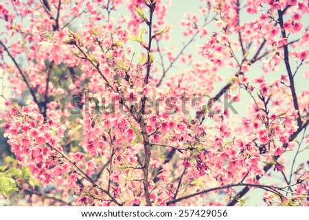 Pink Sakura flower blooming in vintage (retro) style color effect