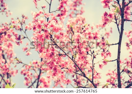 Pink Sakura flower blooming in vintage (retro) style color effect