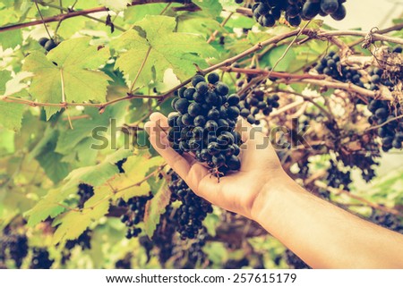 Hand picking grapes on the vine, vintage style color effect - hand focused