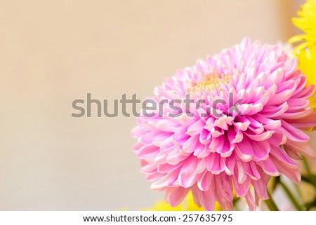 Pink Chrysanthemum flower - border design background with copy space