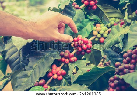 Hand picking coffee beans from branch of coffee plant - vintage style color effect, hand focused