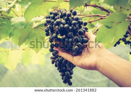 Hand picking grapes on the vine - vintage style color effect, soft focused