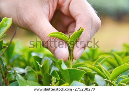 Hand picking up tea leaves