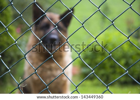 Guardian dog in a garden. German Shepherd. Copy space