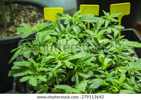 Marijuana little plants