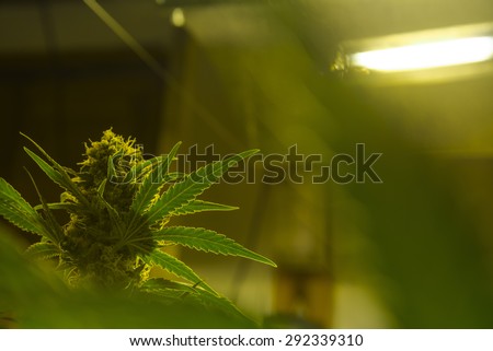 Mendocino - California indoor cultivation