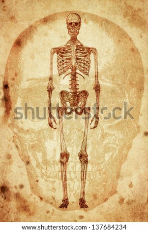 cursory drawing human skeleton on old paper background