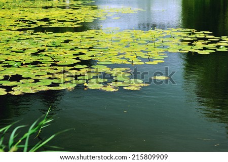 Peaceful lotus flowers. River in the park. Kobenhavn.