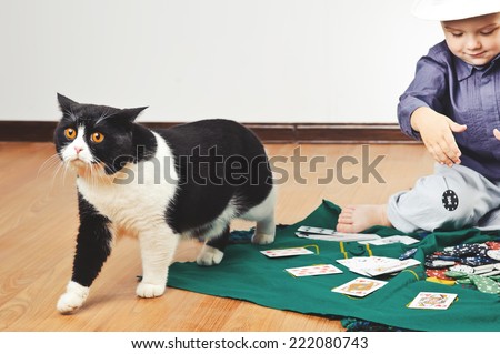 Scottish cat leaving poker game.