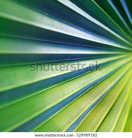 green palm leaf macro surface, geometry in nature