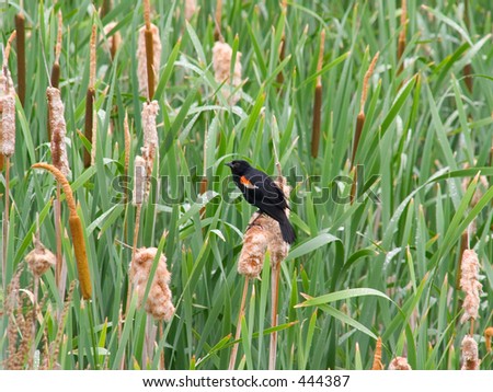 Redwinged Blackbird in Rushes