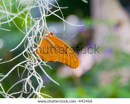 Orange butterfly on twisty white plant