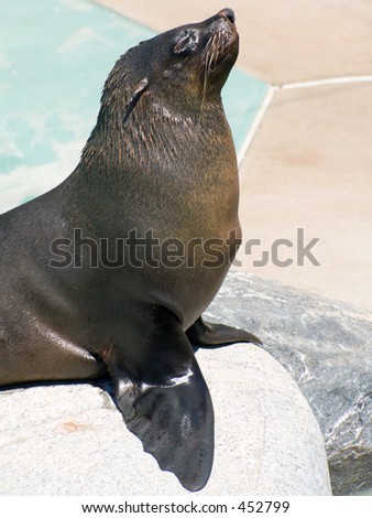 Seal Begging for Food
