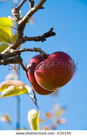 Two apples hanging from an apple tree, shot against a pure blue sky.