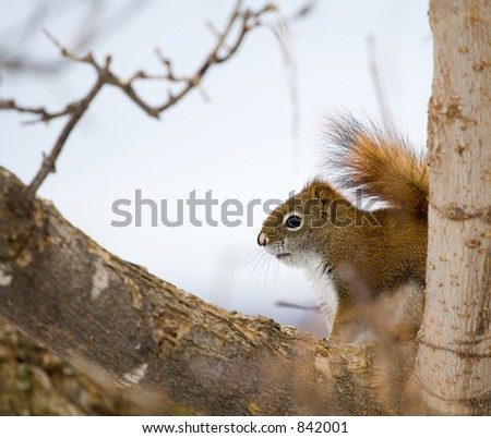 A red squirrel hides out in a tree.