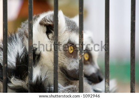 Two caged animals, one in focus with yellow eyes.