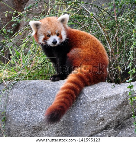 Portrait of a Red Panda Portrait of a Red Panda