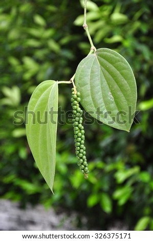 Peppercorns and leaves of Black Pepper plant in Kerala, India.