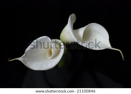 white calla lilies on black