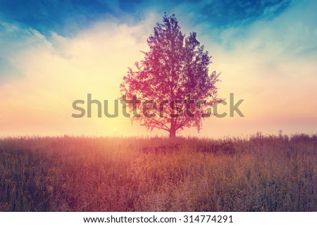 Landscape with  tree over sunrise