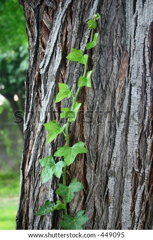 English Ivy Climbing up a Tree