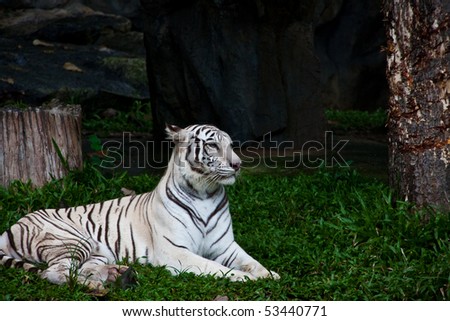 A smart white tiger sitting on the green grass