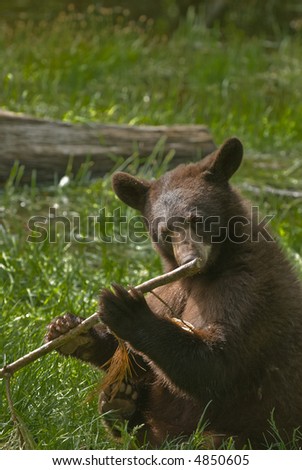 bear sniffing the end of a stick out of curiosity