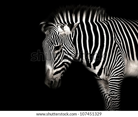 Black and White Striped Zebra Posing on Isolated Black Background