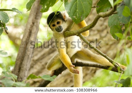 Squirrel Monkey in Tree