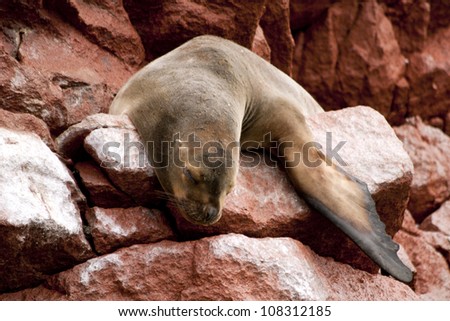 Sea Lion Sleeping on Red Rock