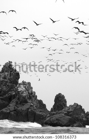 Lots of Birds Flying over Sea, Black and White