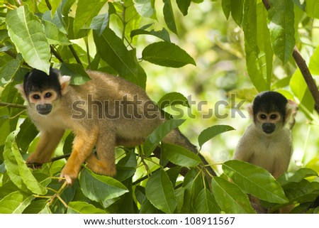 Wild Squirrel Monkeys in Trees