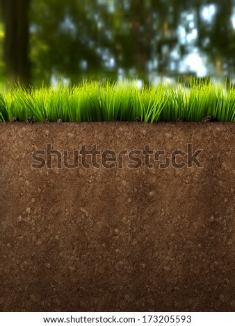 A section of land with grass and soft background A section of land with grass and soft background