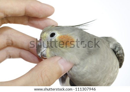 A Cockatiel Hen Enjoying Scratching of Her Head
