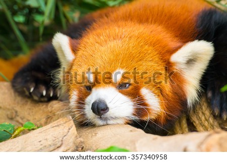 Closeup picture of a cute red panda with a funny sleepy face